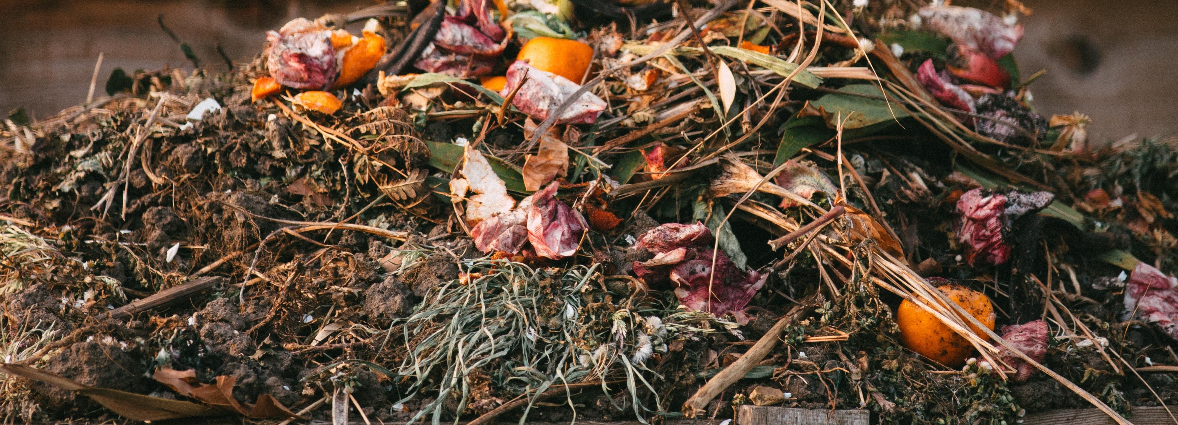 МУП «САХ» запретило жителям Новосибирска выбрасывать ботву в контейнеры