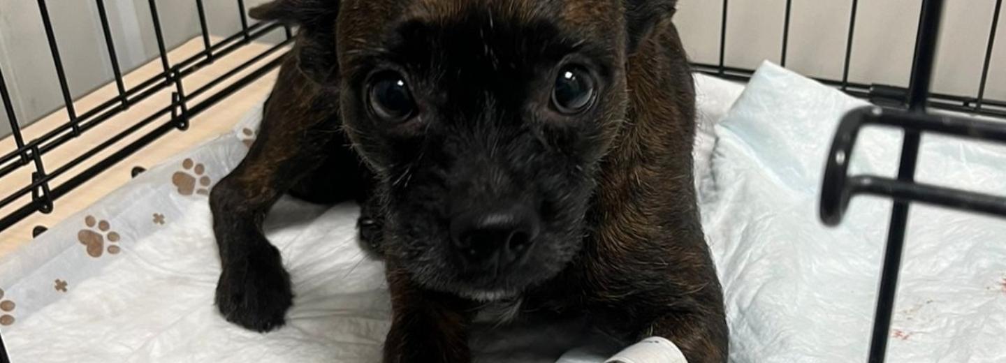 В Новосибирске спасли собаку Дину, которую хозяйка попросила усыпить