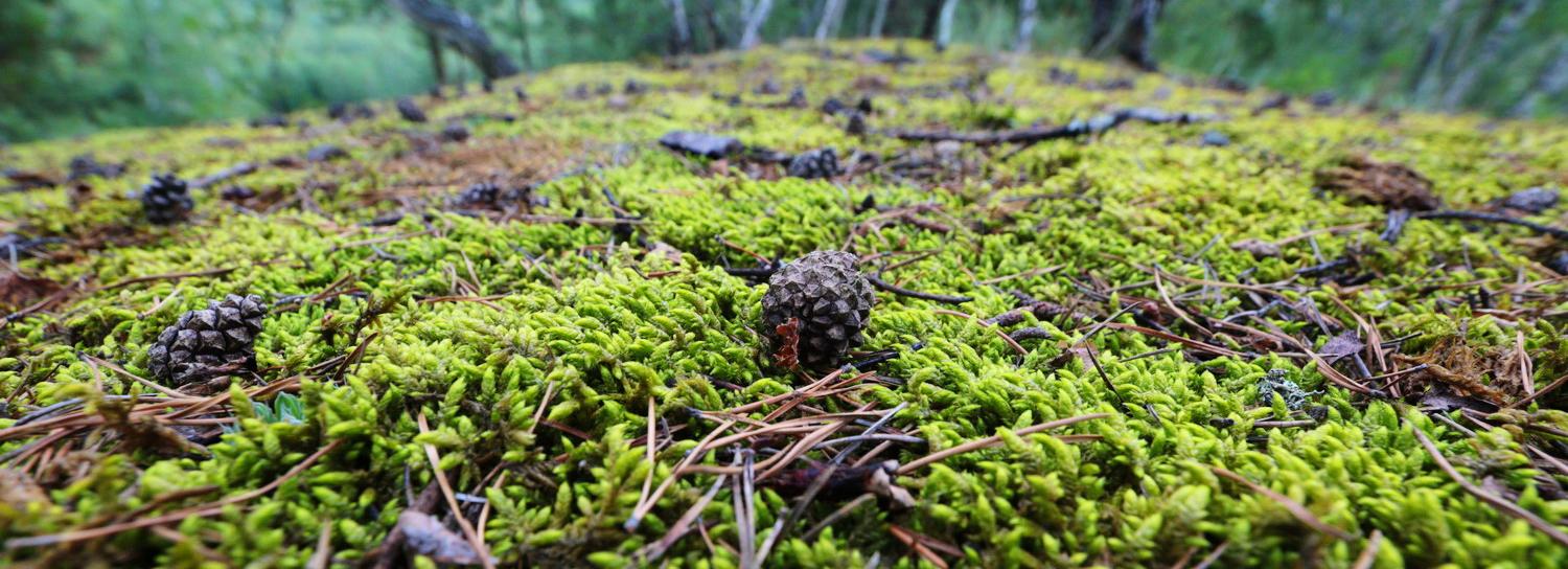 МИП «Верх-Тулинский»: бизнес-парк и экопосёлок строят под Новосибирском