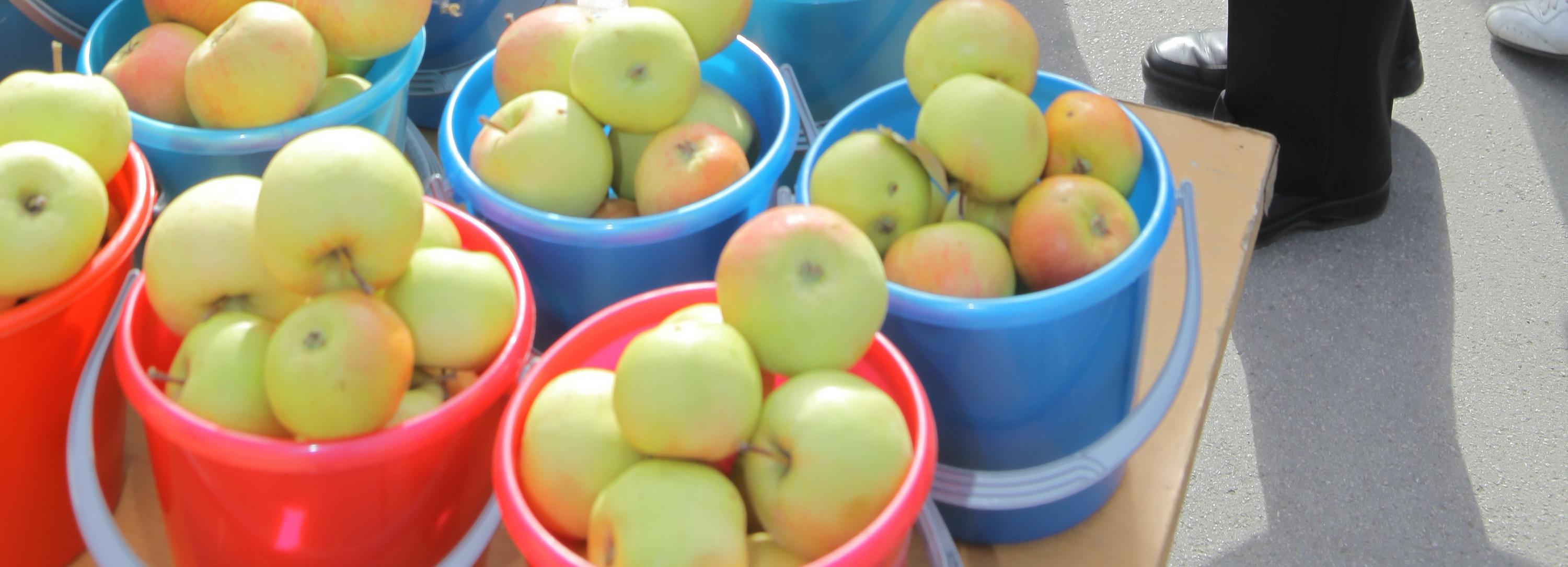 Сало из Сузуна и яблоки с Алтая привезли на ярмарку в Новосибирске