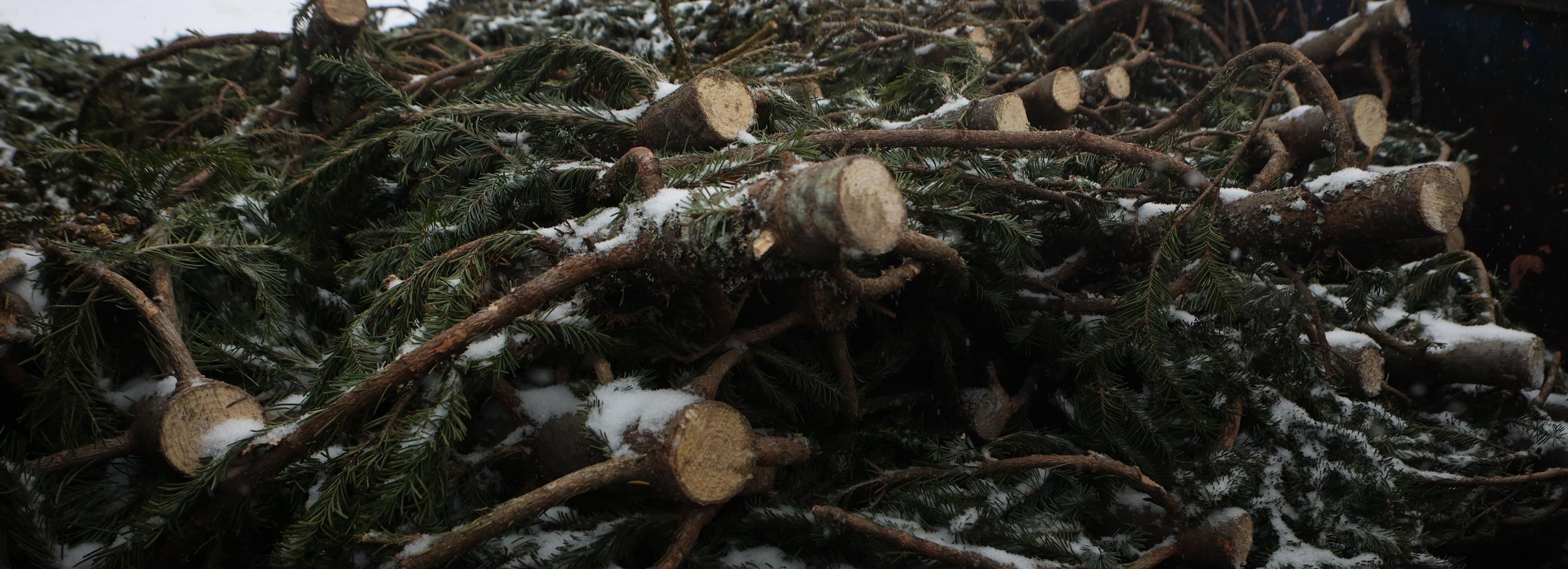 Круглосуточный пункт приёма новогодних ёлок открыли у «Меги»
