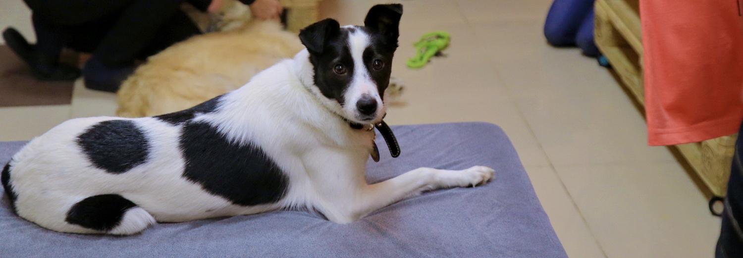 Ушедшее на карантин новосибирское пёсокафе просит горожан о помощи