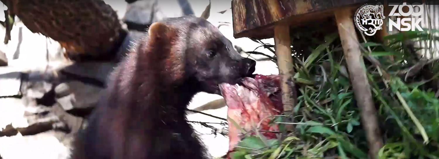 Росомаха добыла обед из кормушки с травой в Новосибирском зоопарке