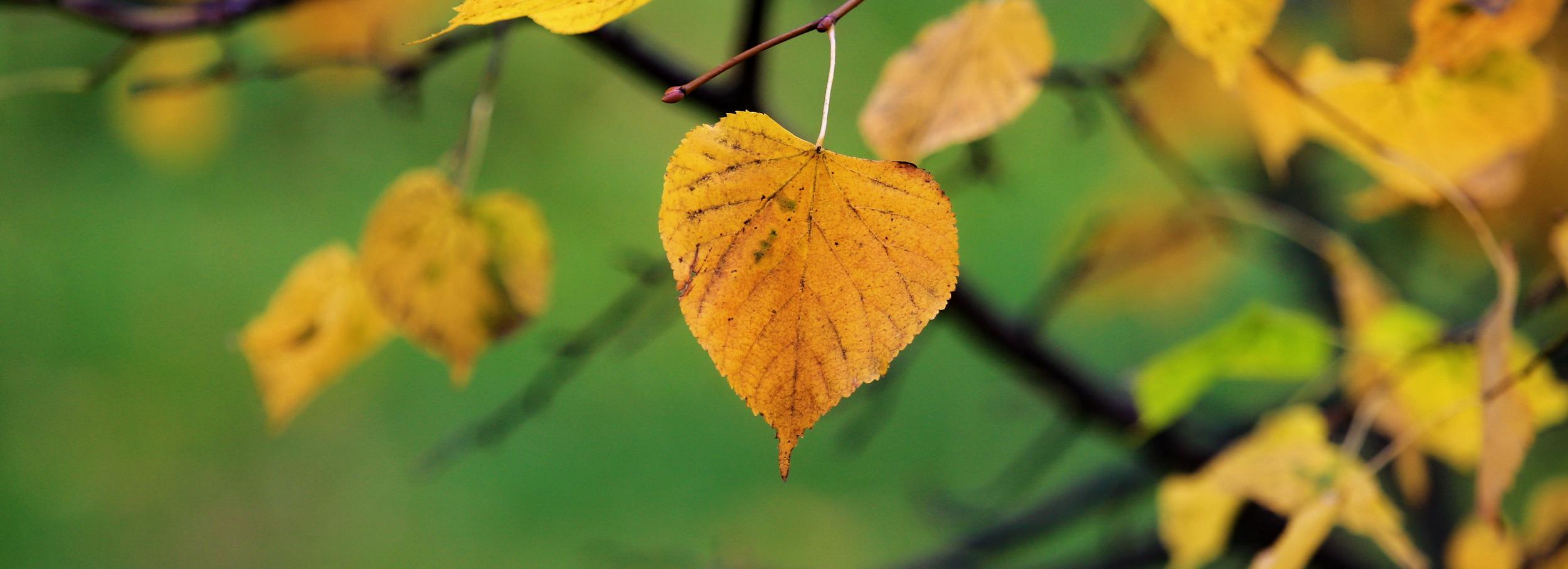 Афиша выходных: Осенины, День Академгородка и лэмпворк