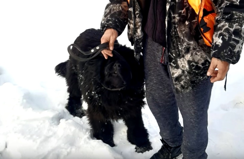 Спасатели пришли на помощь застрявшей на острове собаке