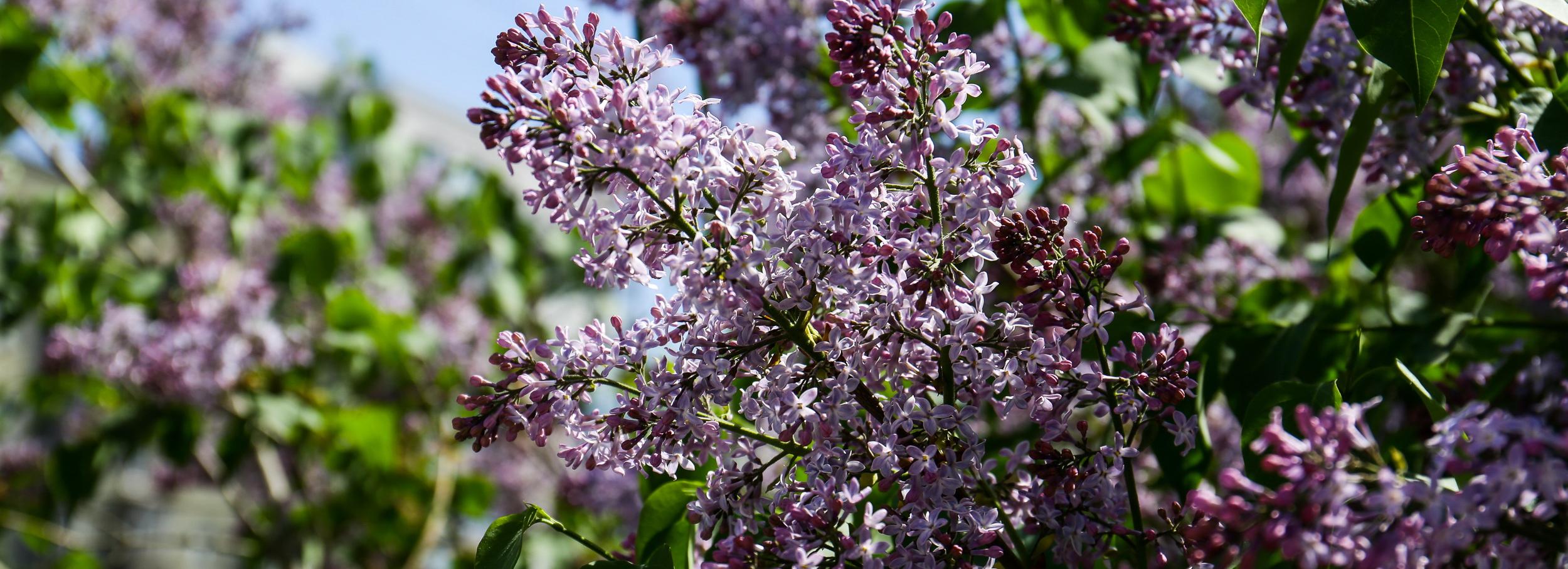 2500 саженцев сирени привезли в новосибирский городской питомник