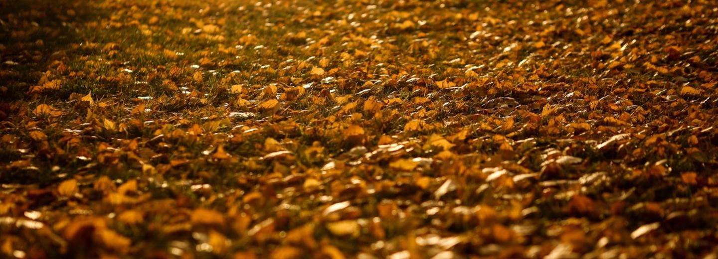 Что делать с опавшими листьями: идеи для городских жителей и дачников