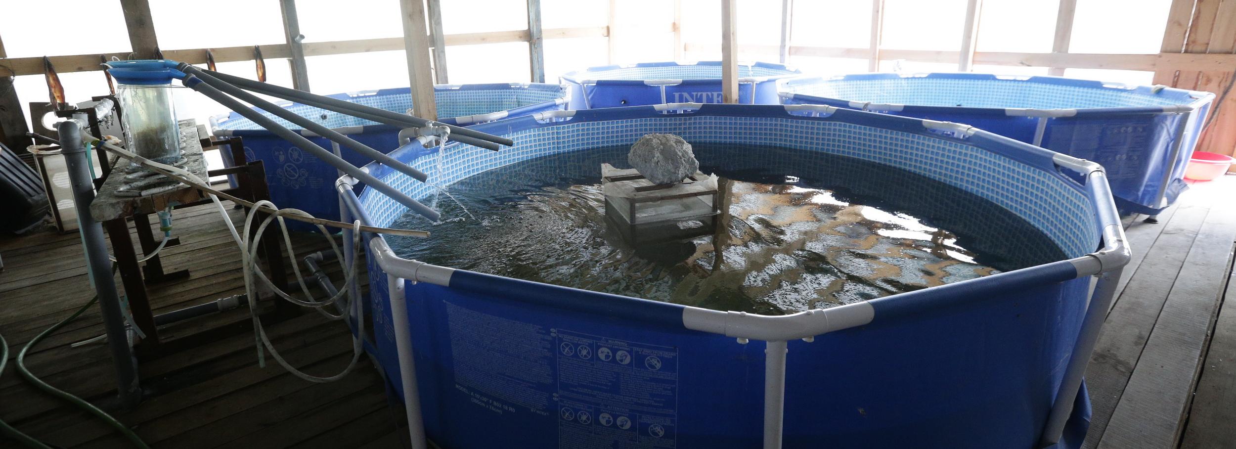 Партию мальков пеляди выпустили в Сектинское озеро под Новосибирском