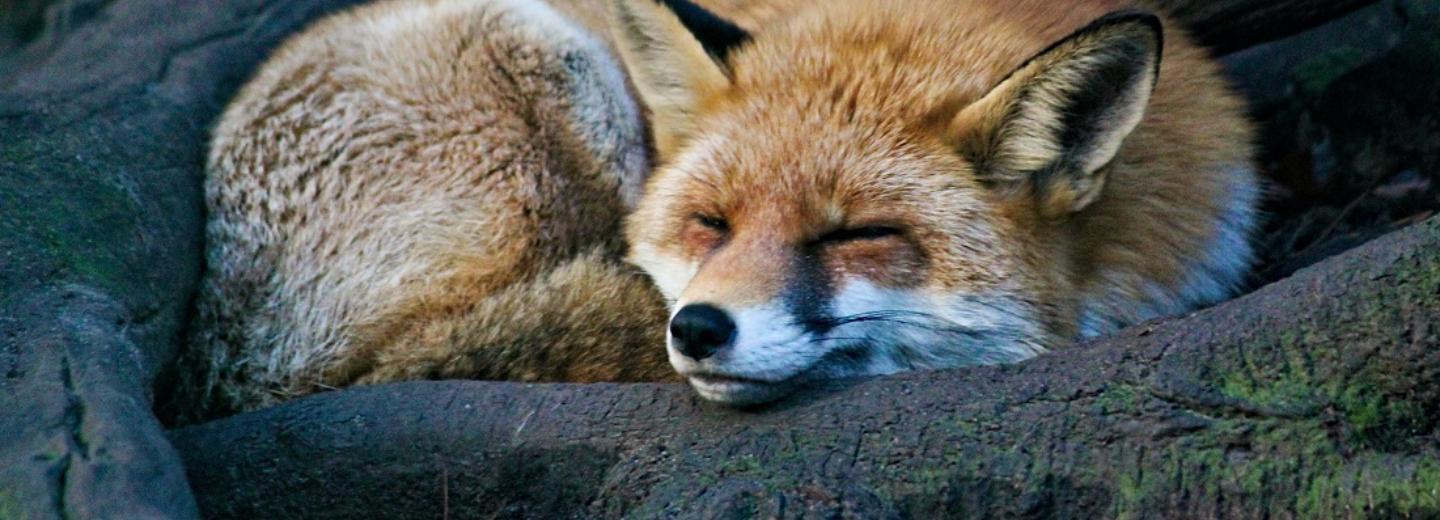 Новосибирский рыбак угостил лису котлетой