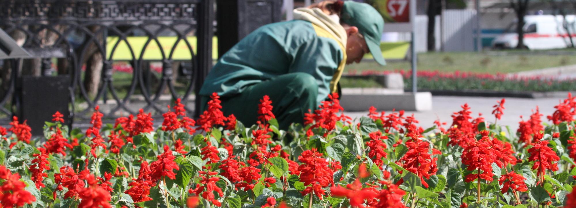 Душистую резеду и шикарные гортензии высадят в скверах Новосибирска