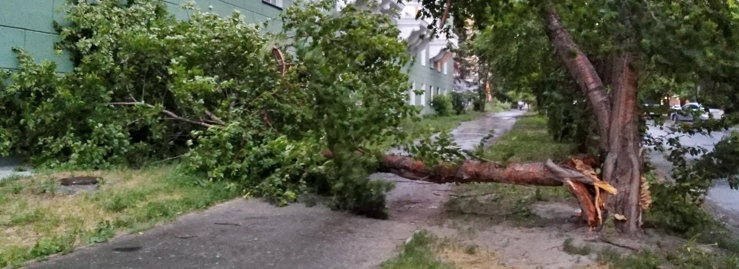Обновление зелёных насаждений улицы Урицкого обсудят с новосибирцами