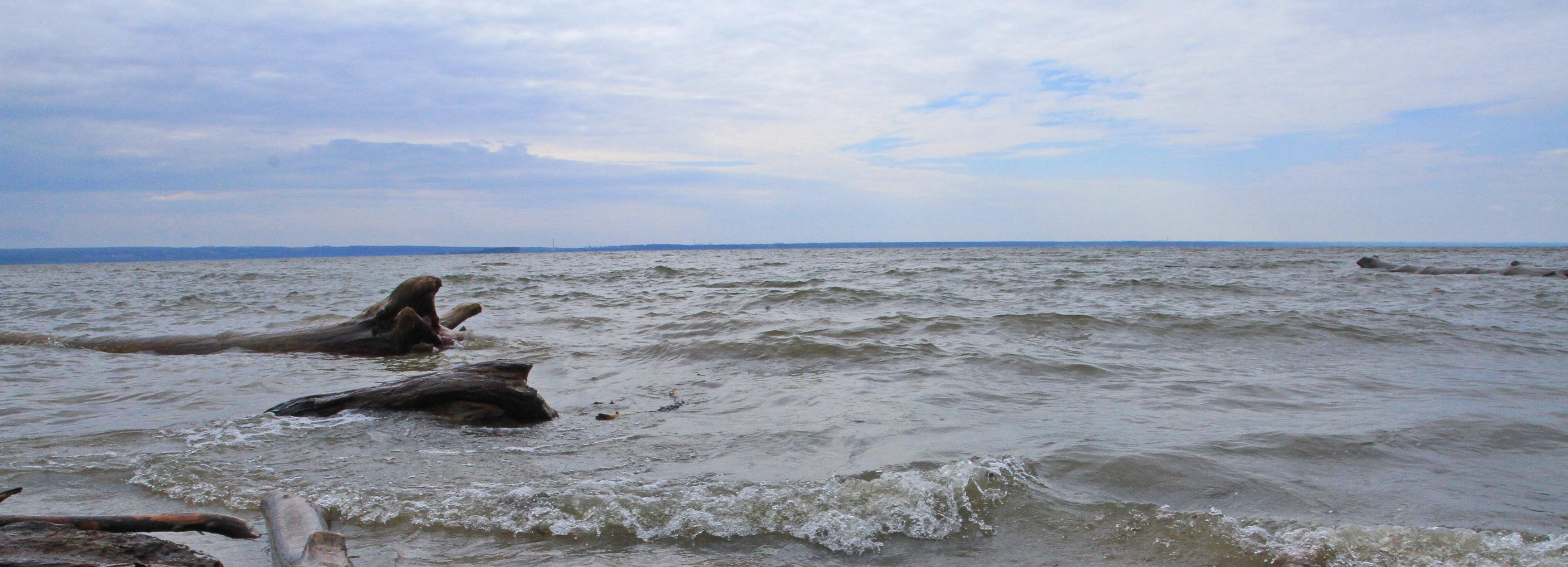Отчего всплывает рыба в Новосибирском водохранилище — ответ биолога