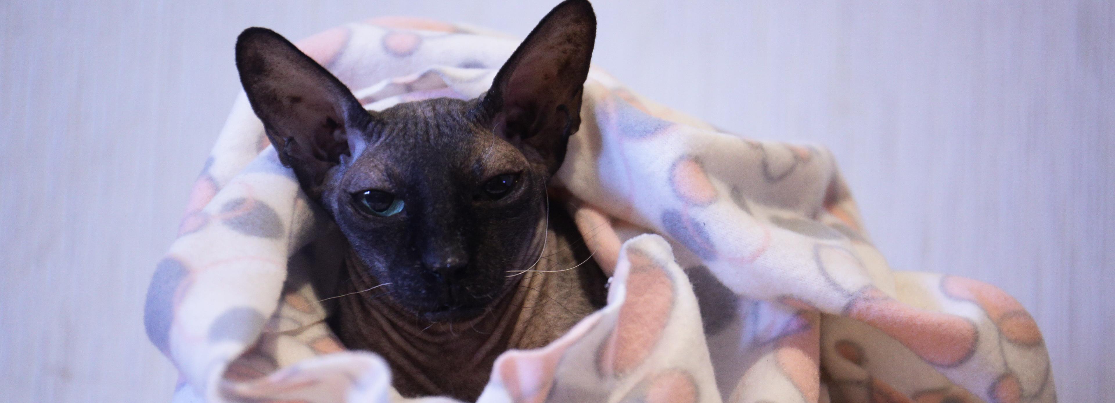 Больше сотни домов остались без тепла и горячей воды в Новосибирске