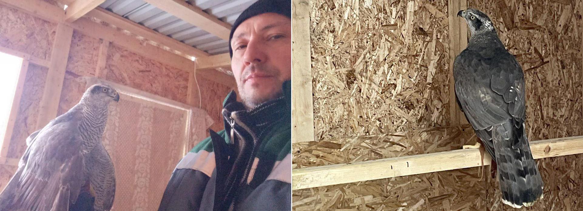 Ястреба-тетеревятника Адель взяли работать на Гусинобродский полигон