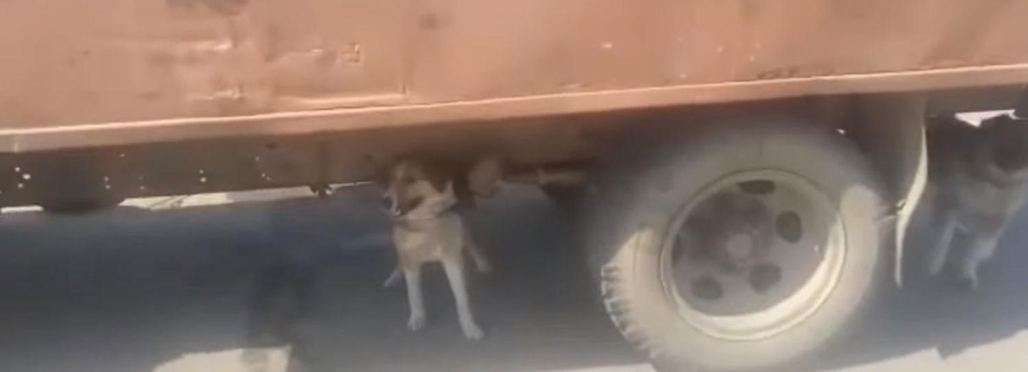 Старик с собаками и кошками застрял в Новосибирске по дороге в Донецк