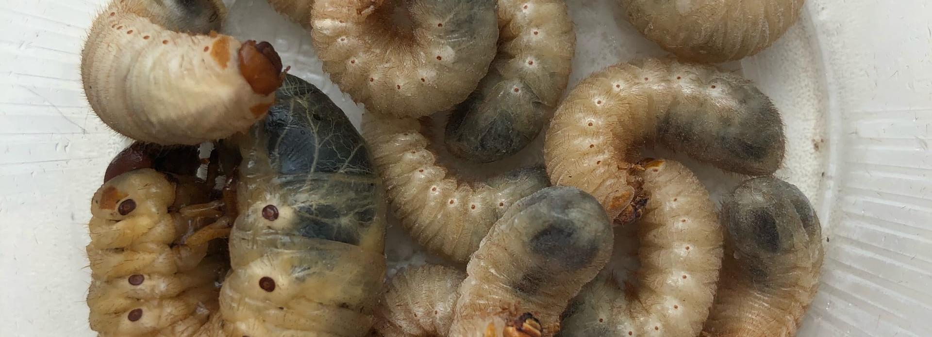 Новосибирцам предложили обменять личинок-вредителей на перья птиц