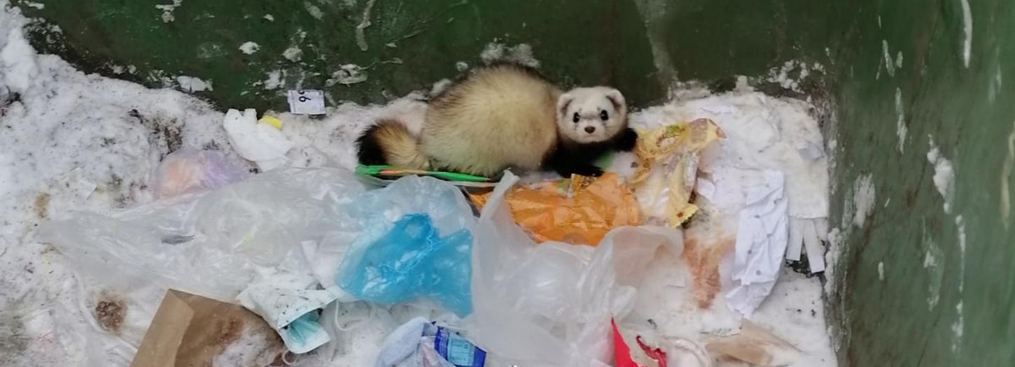 Хищного зверя спасли из мусорного бака новосибирцы