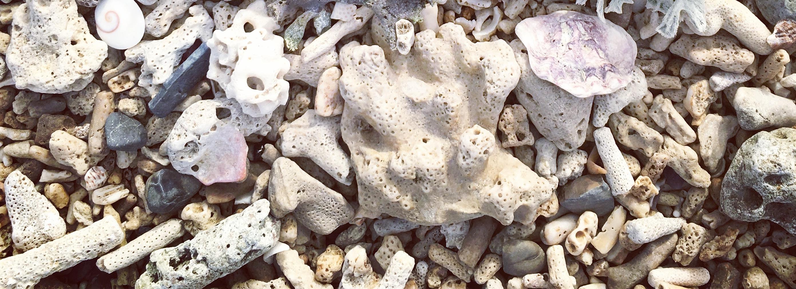 27 кораллов из Дубая задержали у туристки в аэропорту Новосибирска