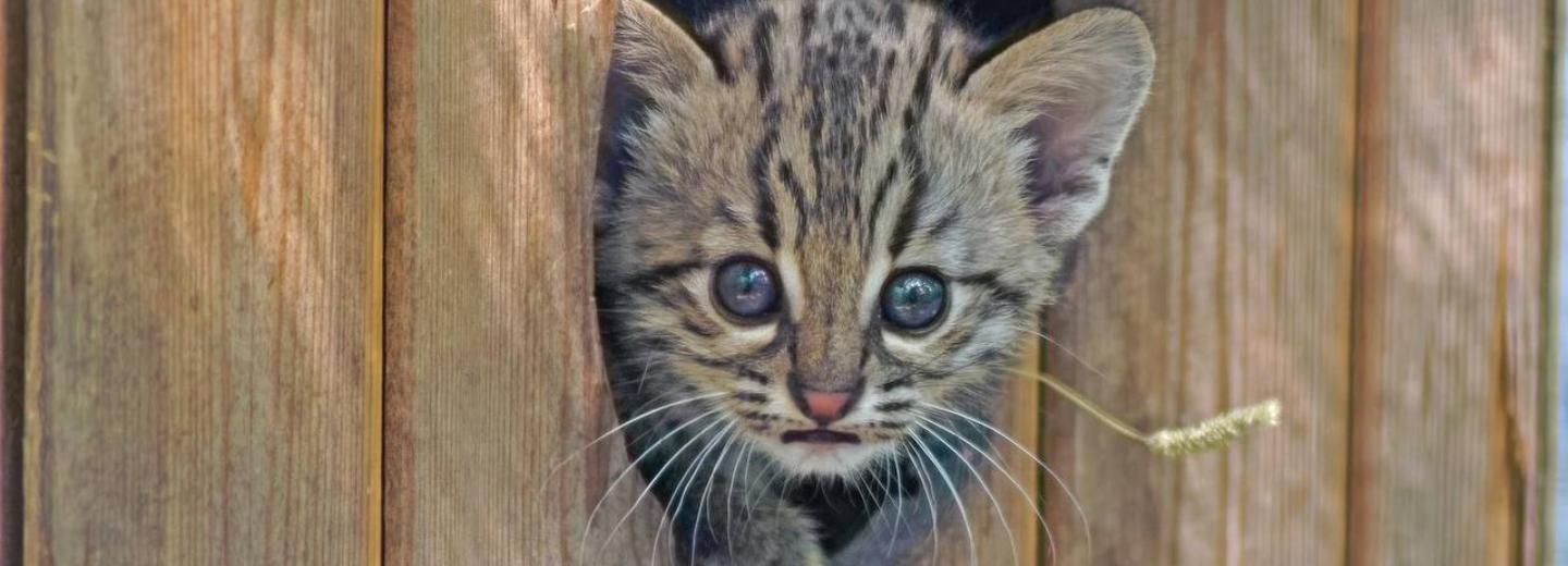 Прелестные двойняшки родились у кошек Жоффруа в Новосибирском зоопарке