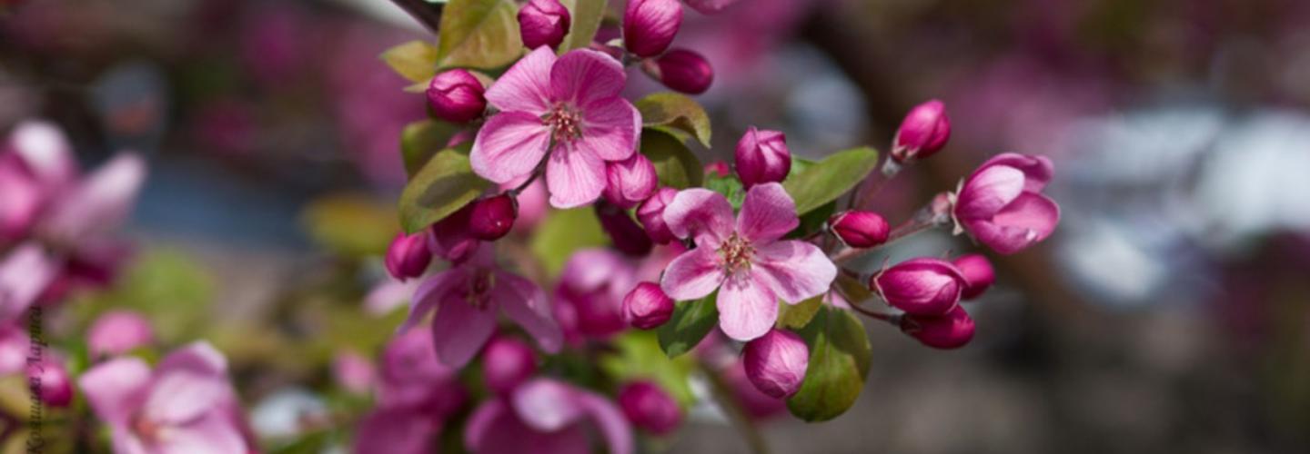 Яблони «Рудольф» и 30 тысяч тюльпанов расцвели на Михайловской набережной