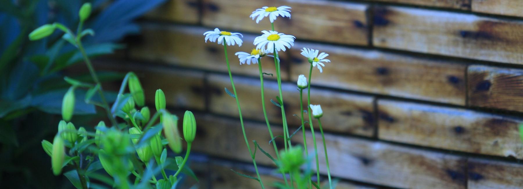 В Новосибирске заброшенные земельные участки ищут с помощью беспилотников