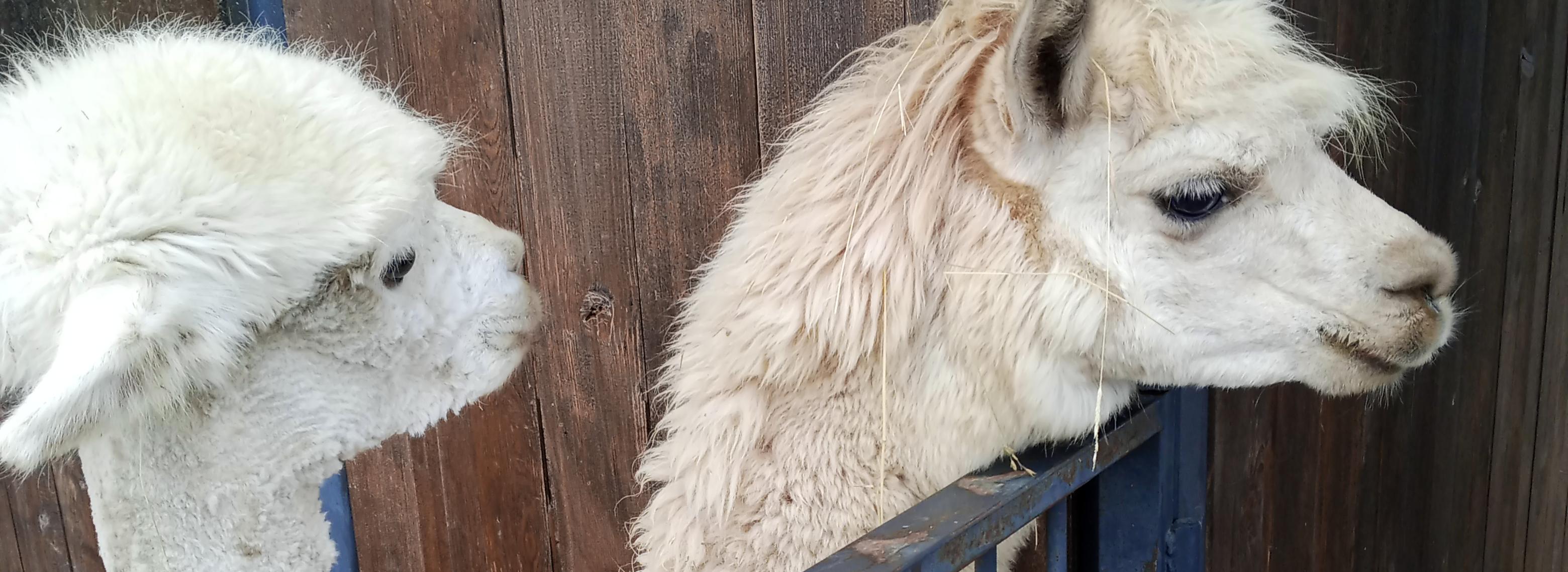 Парк с гуляющими на воле альпаками и оленями откроют в Новосибирске