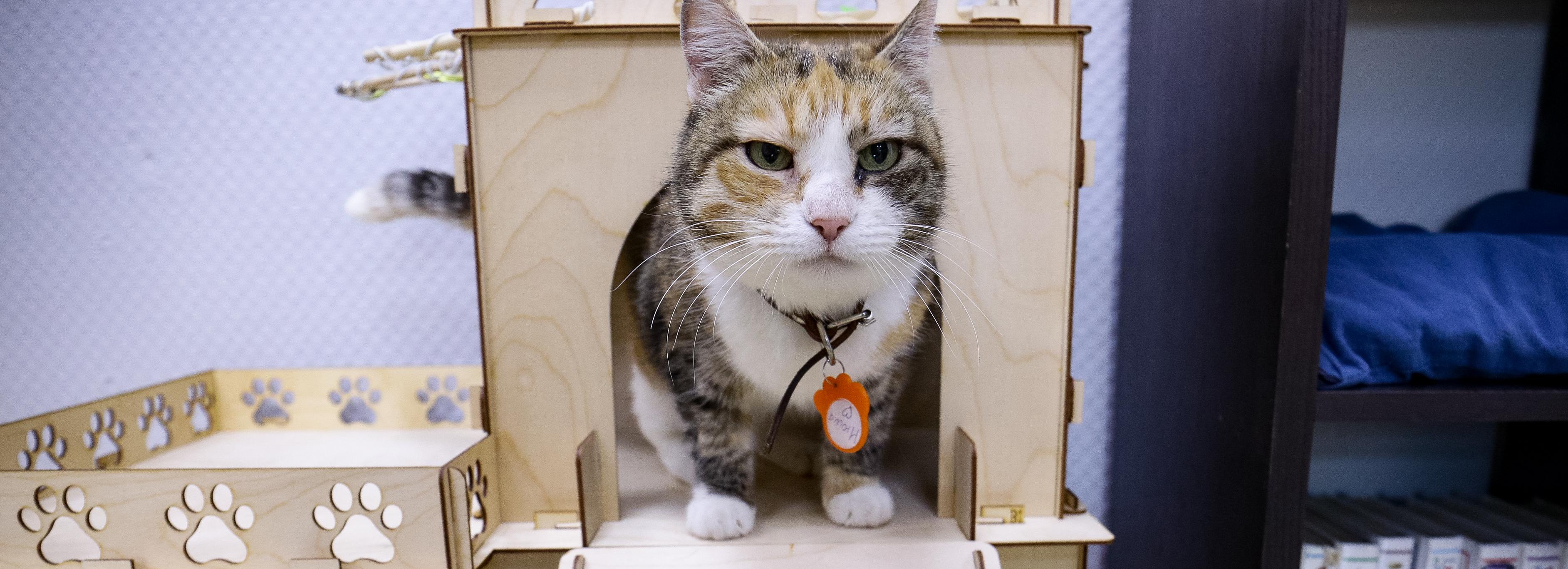 В топе рыжие: новосибирцы забрали из котокафе 480 питомцев