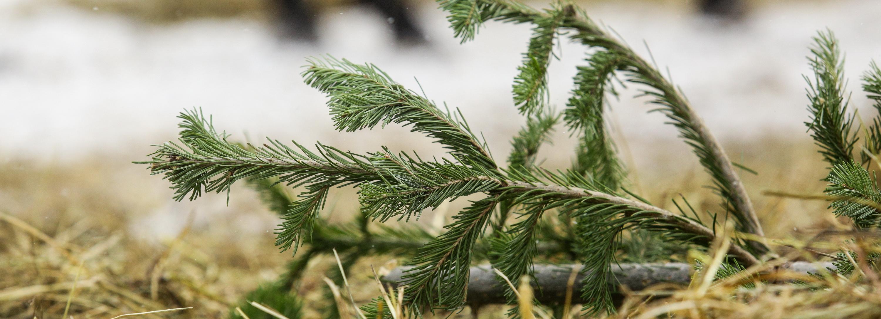 Пункты сбора новогодних ёлок заработали 12 января в Новосибирске