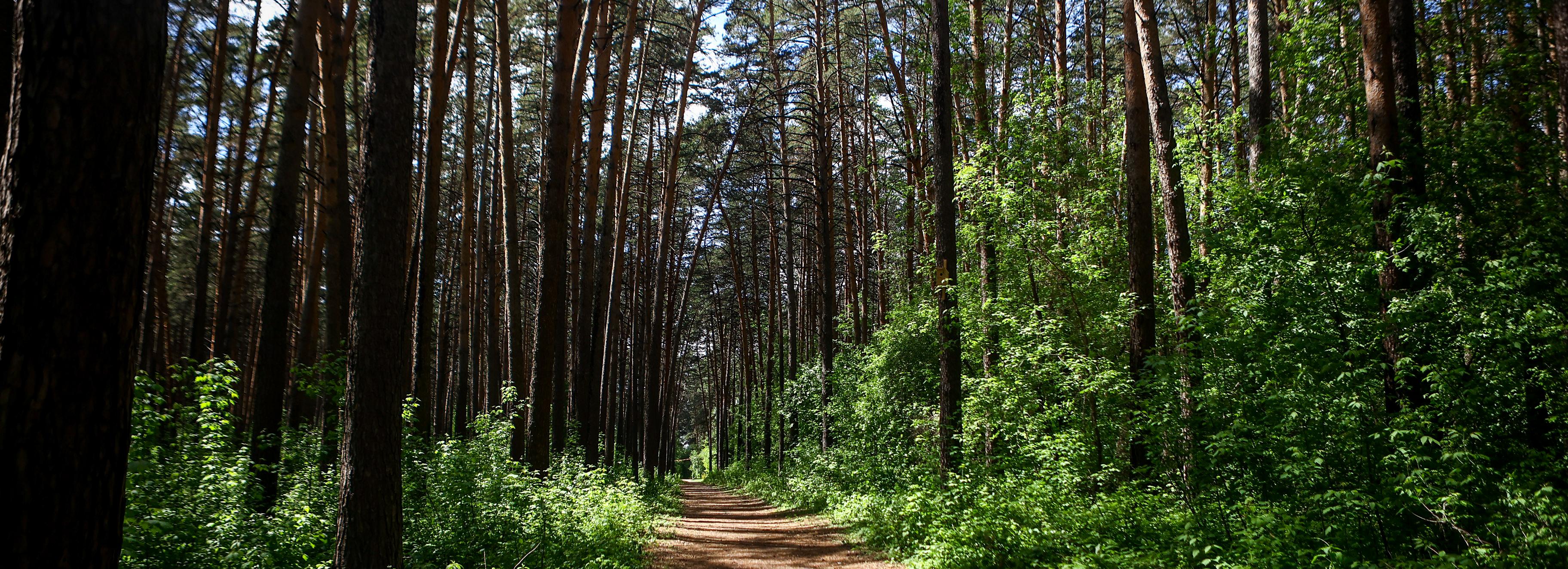 Активность клещей не спадает в Новосибирской области даже в жару