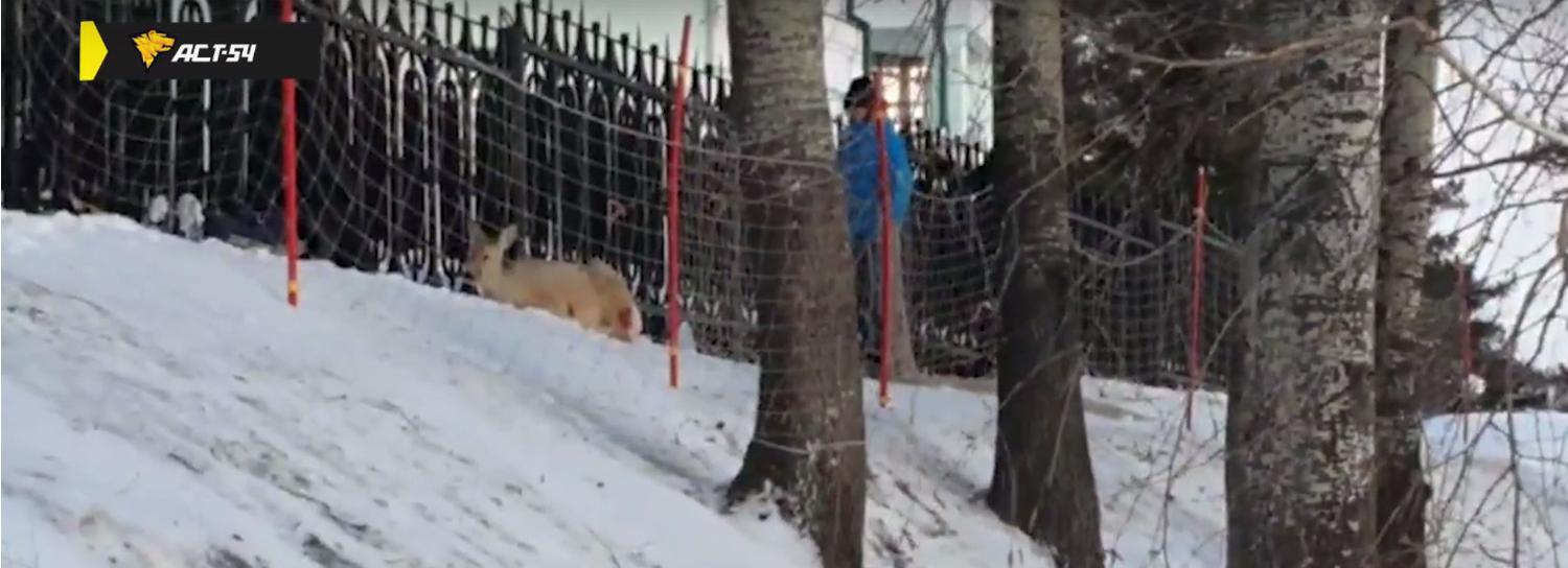 Искусанную бродячими собаками косулю спасли в Заельцовском парке