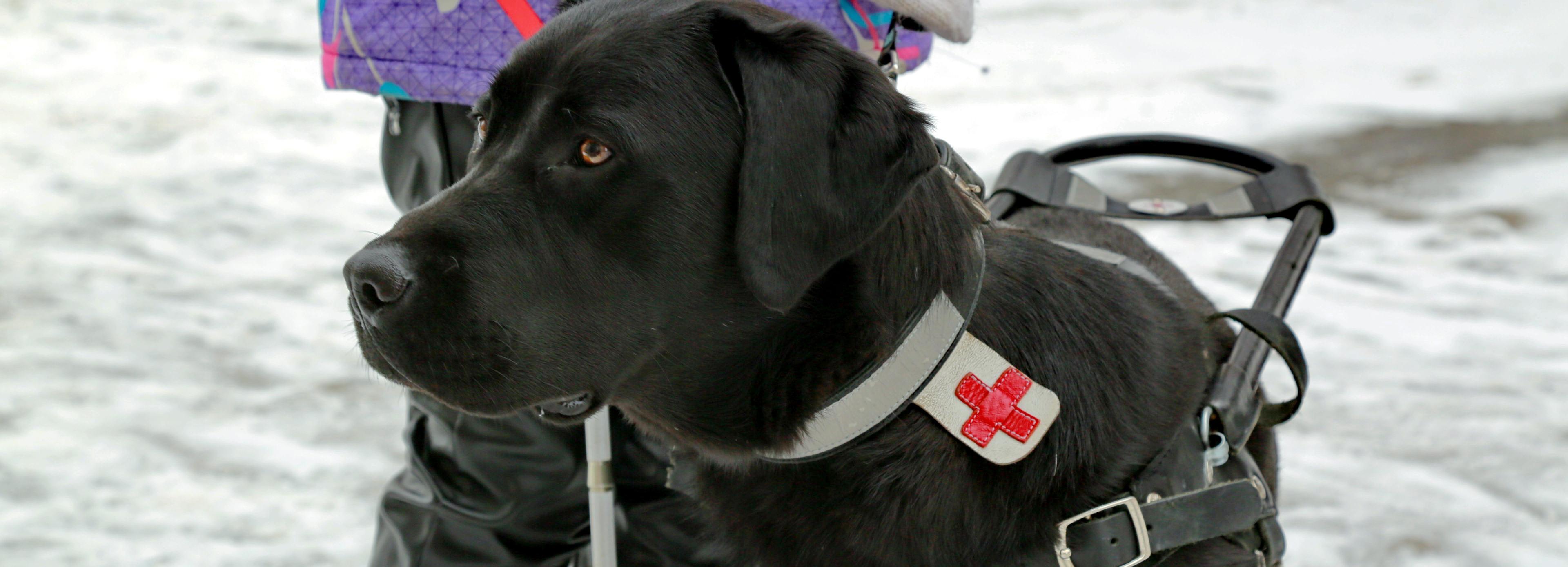 «Вайт — мои глаза и свобода»: как в Новосибирске работают собаки-поводыри