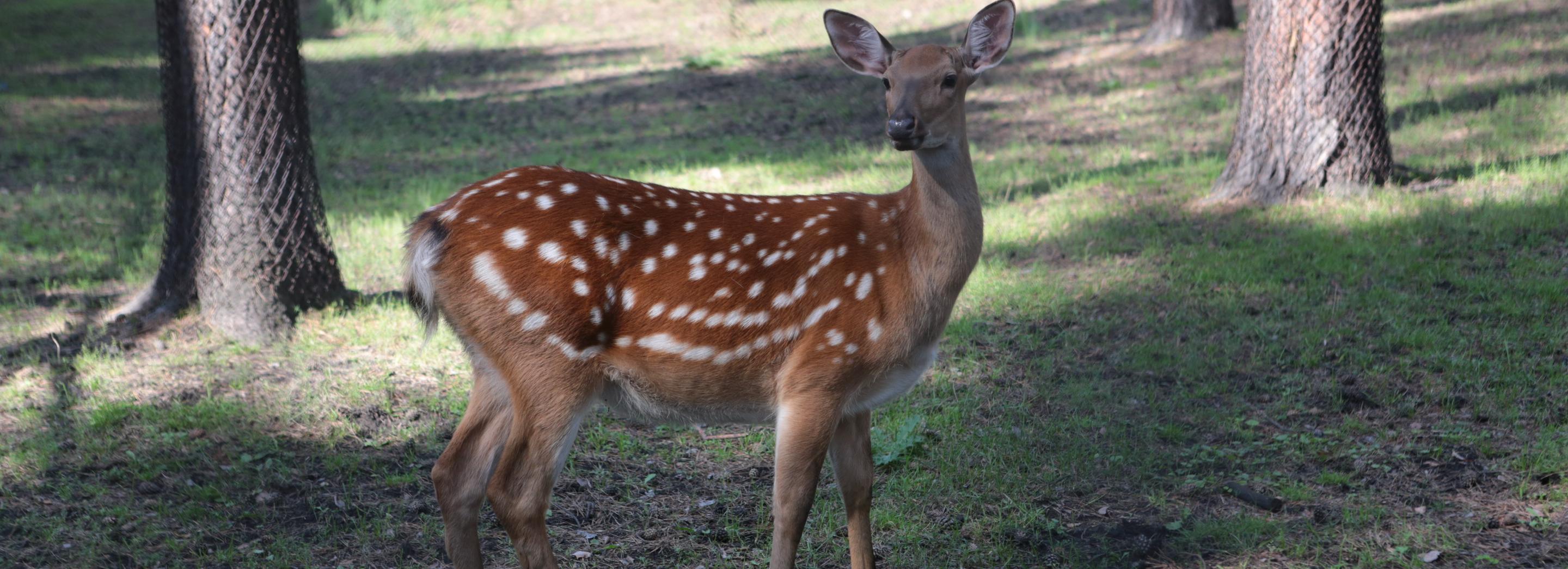 Куйбышев огородили баррикадами из сена из-за нашествия косуль