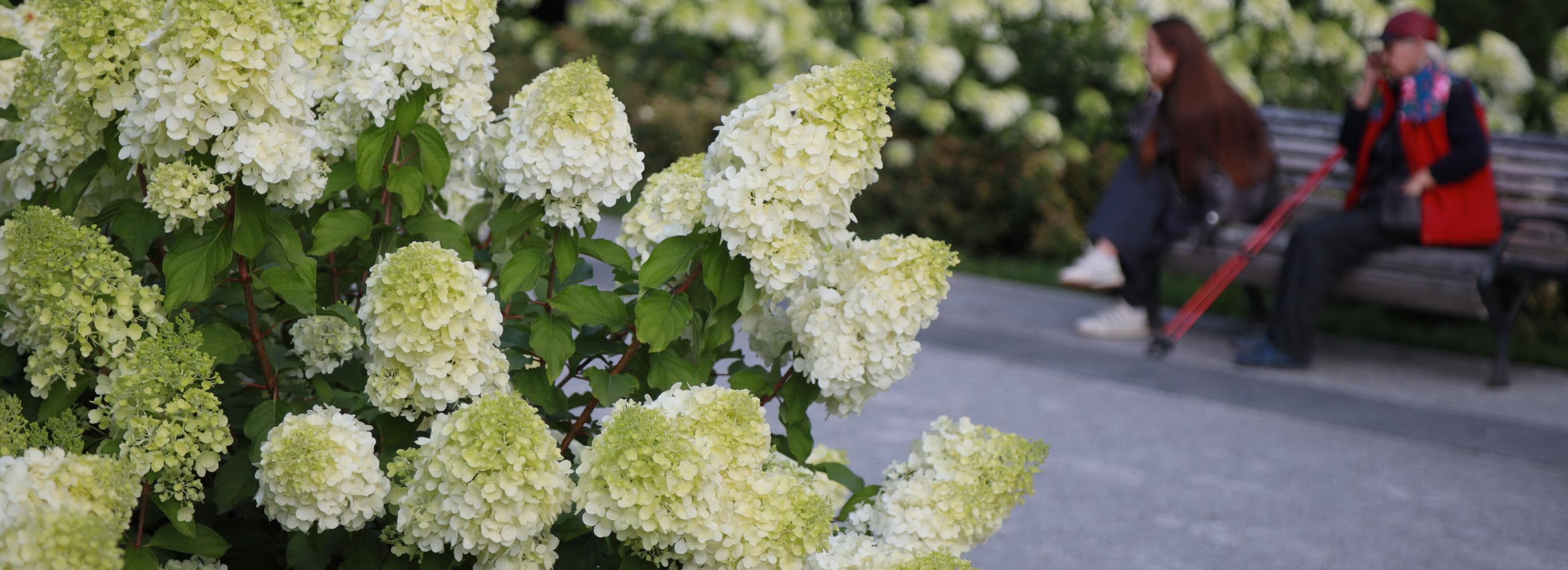 Восемь новых сортов гортензий высадят в Центральном парке Новосибирска