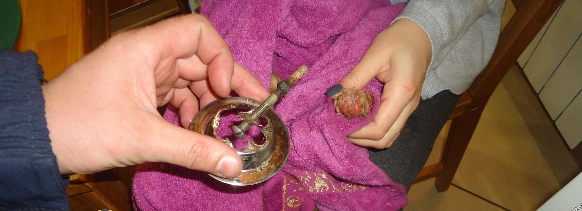 Спасатели вытащили рыжего кота из мойки в Новосибирске