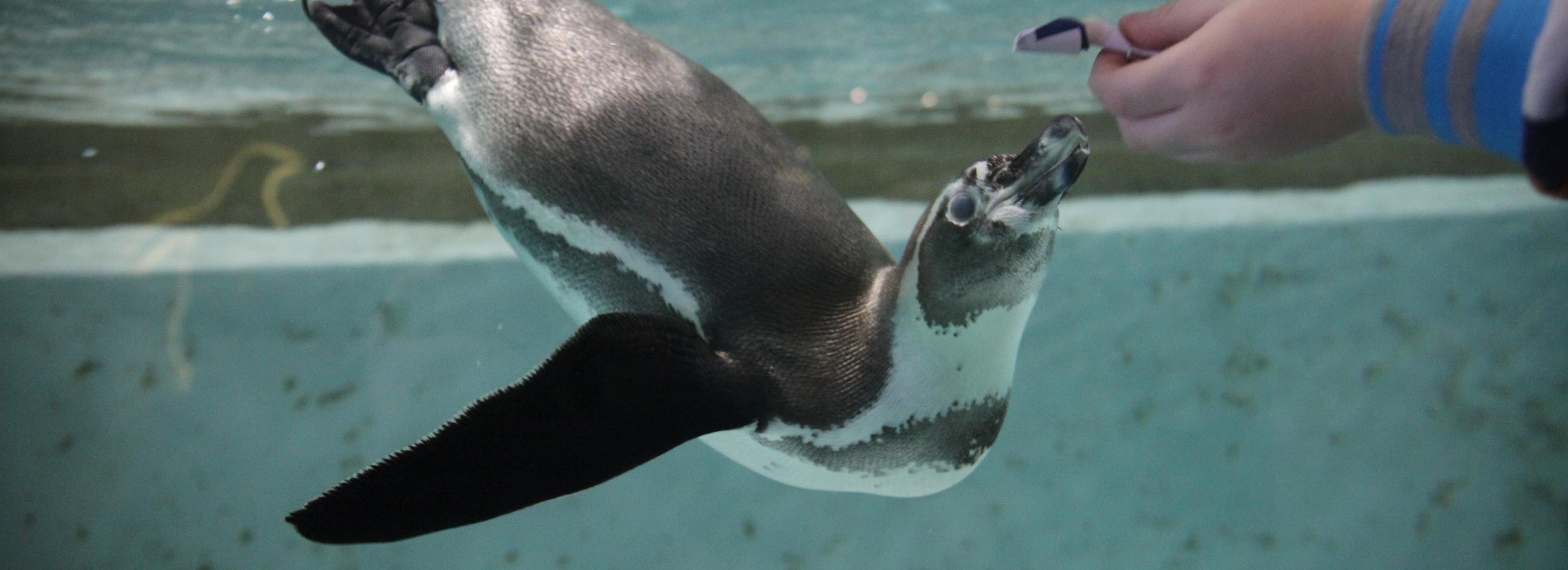 В новосибирском зоопарке животные и птицы переезжают в летние вольеры