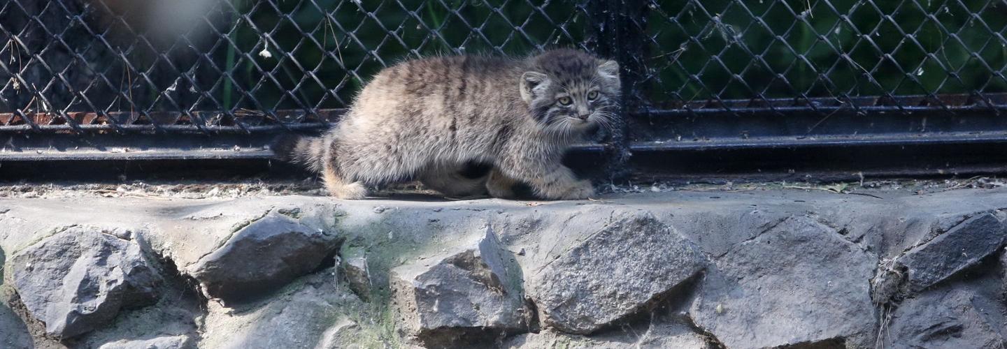 Манул или кабарга: новосибирцам предложили создать сказки о редких зверях