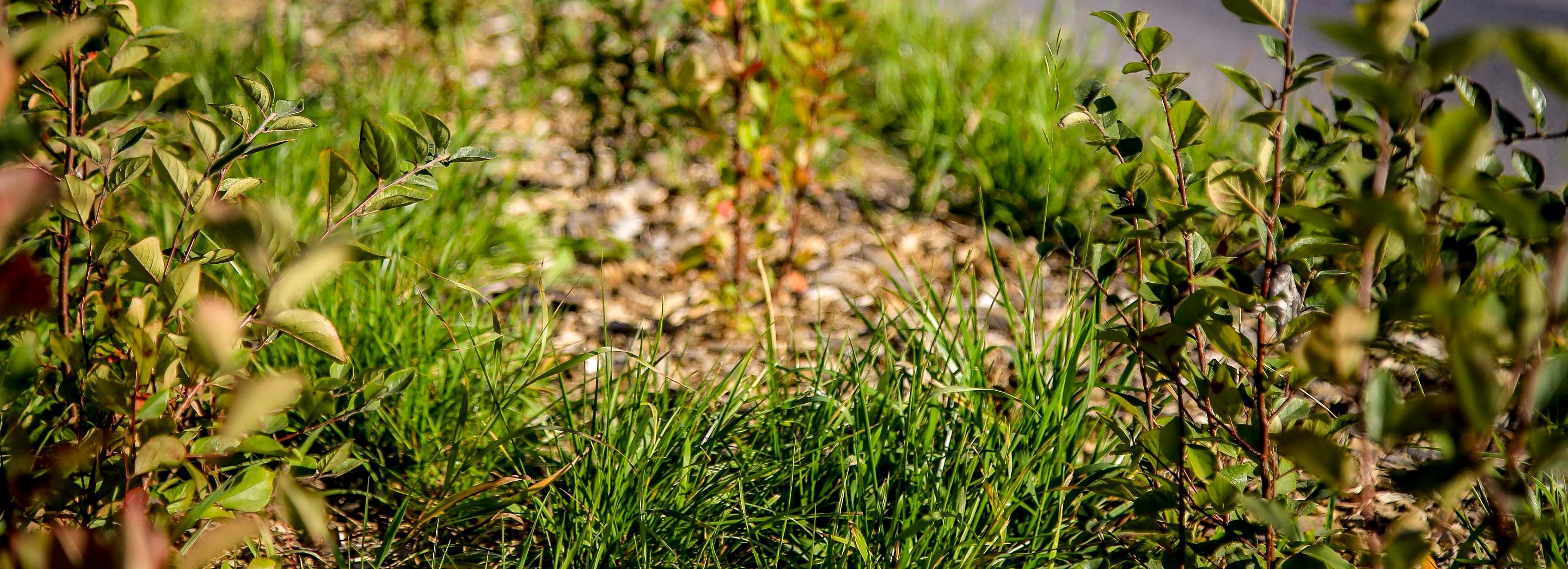 На Урицкого между новыми черёмухами посеют газонную траву