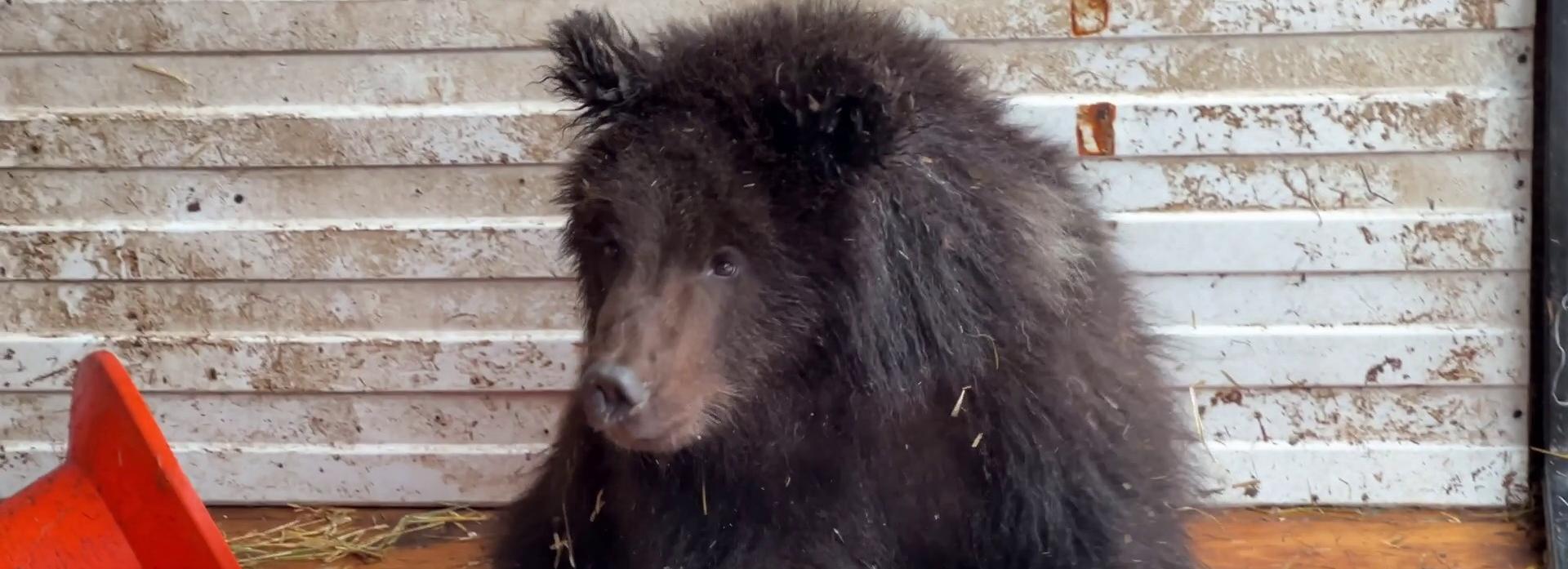 Косолапый найдёныш: как резвился медвежонок перед отъездом в Ленобласть