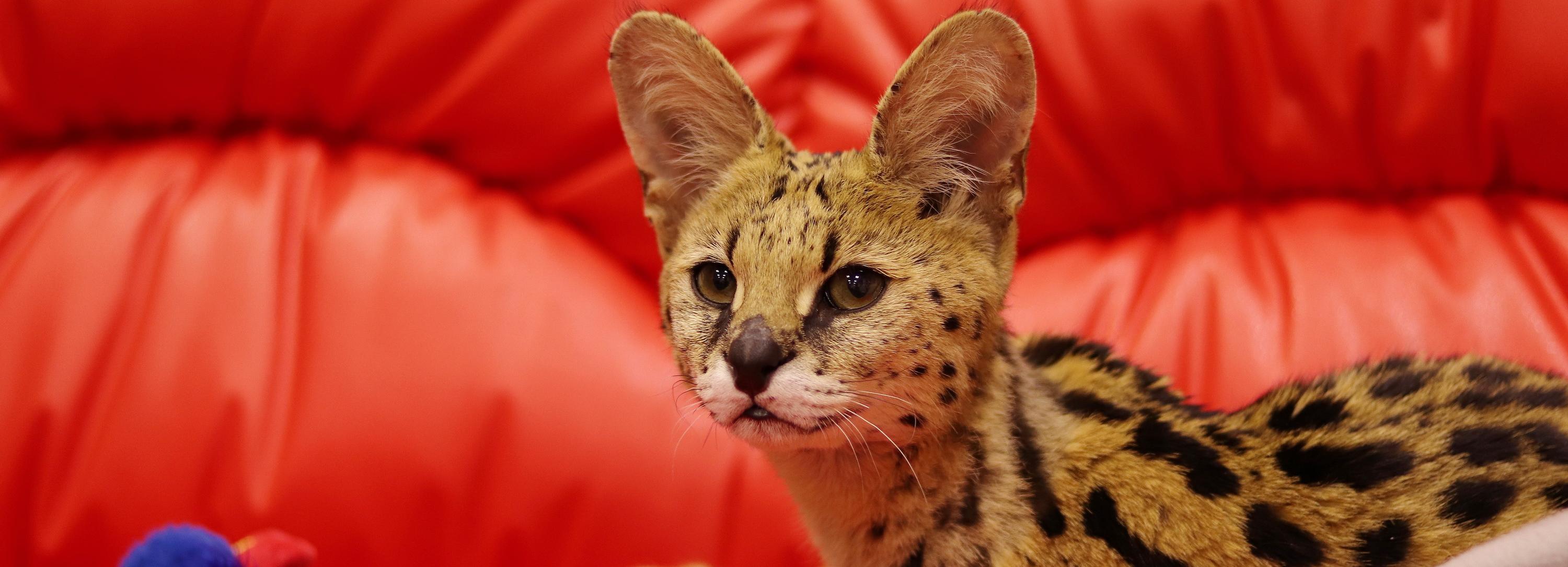 Если вы пропустили: витражи метро, санаторий-призрак и сервал на миллион