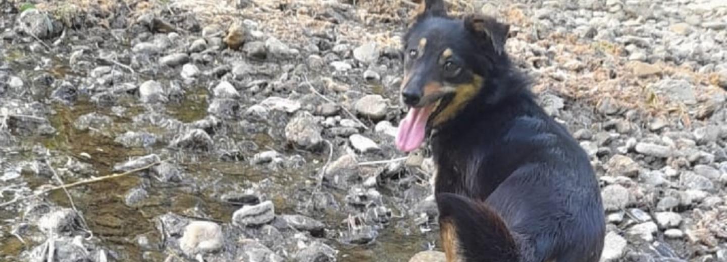 Сбежавшую из переноски дворняжку Боню месяц ищут в аэропорту Толмачёво