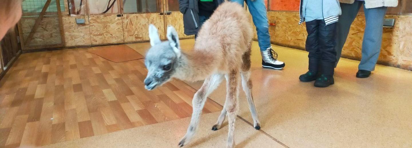 Маленького верблюжонка гуанако выхаживают в зоопарке на левом берегу