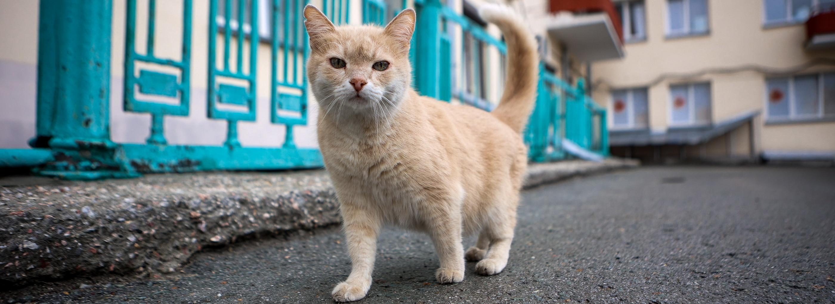 Квартал-сад и изба Дуси Ковальчук: ходим по историческому району у вокзала