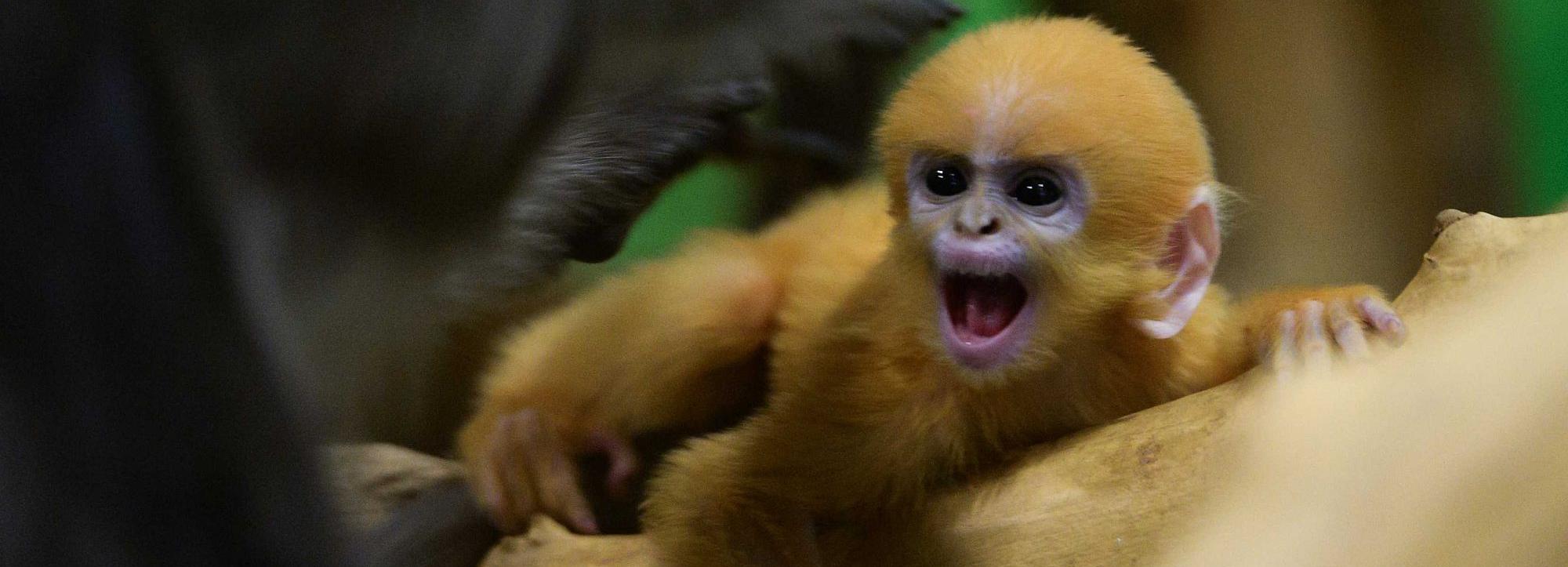 Новосибирский зоопарк перешёл на осенний режим работы