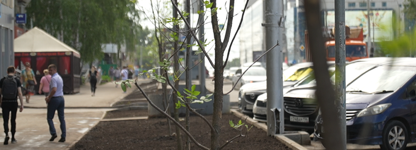 Новые газоны с 14-летними ясенями обустраивают на улице Ватутина