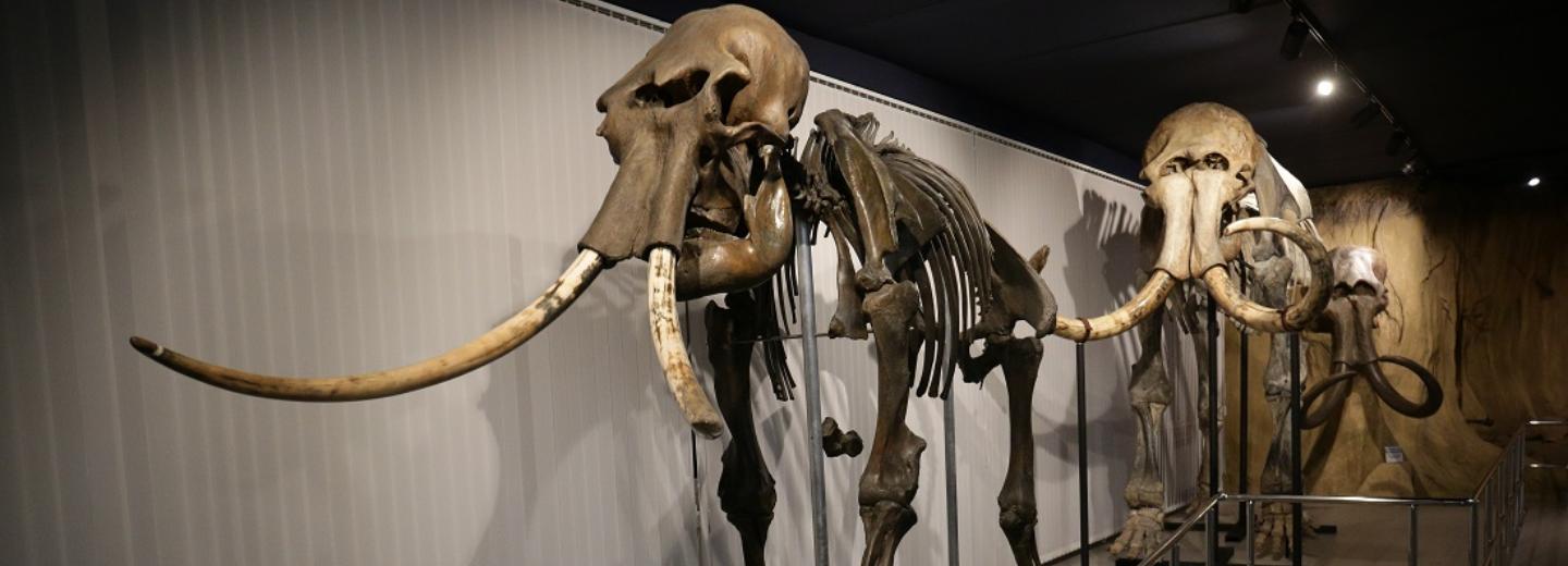 Такого белорусы ещё не видели: в Минск привезут новосибирского мамонта