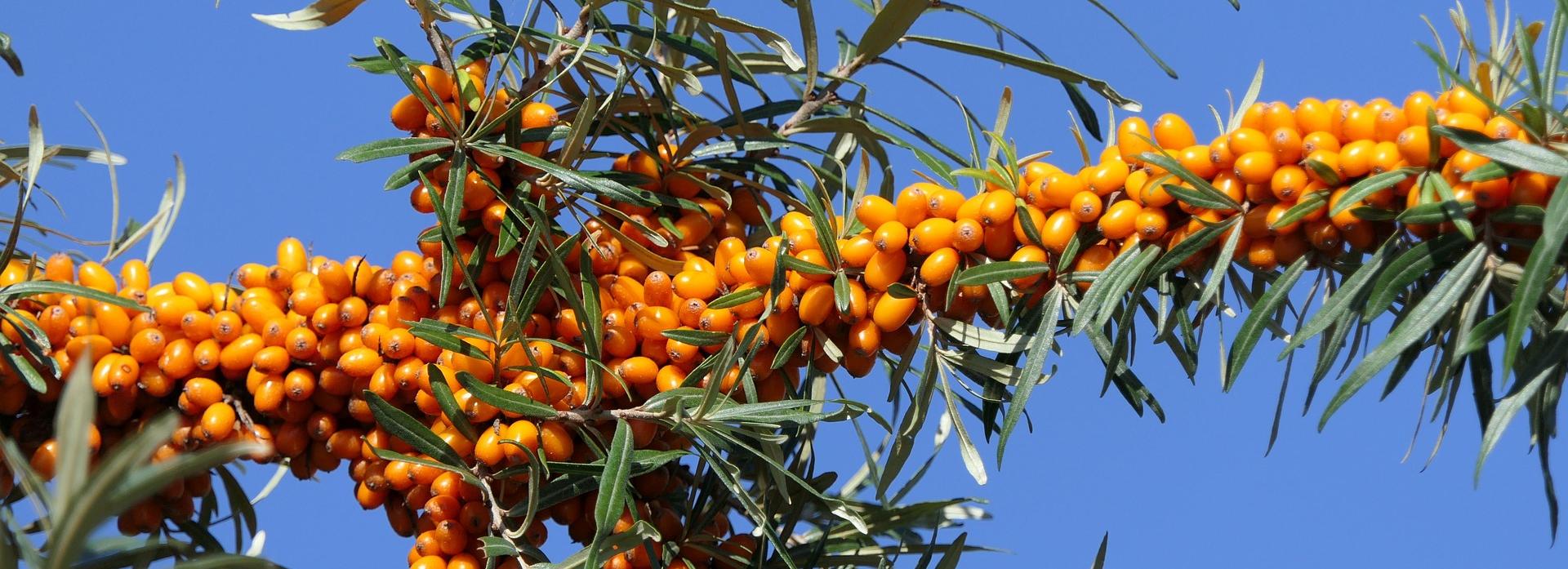 Новосибирские учёные создали БАД для повышения работоспособности