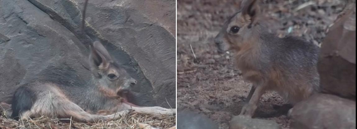 У патагонских мар в Новосибирском зоопарке родились детёныши