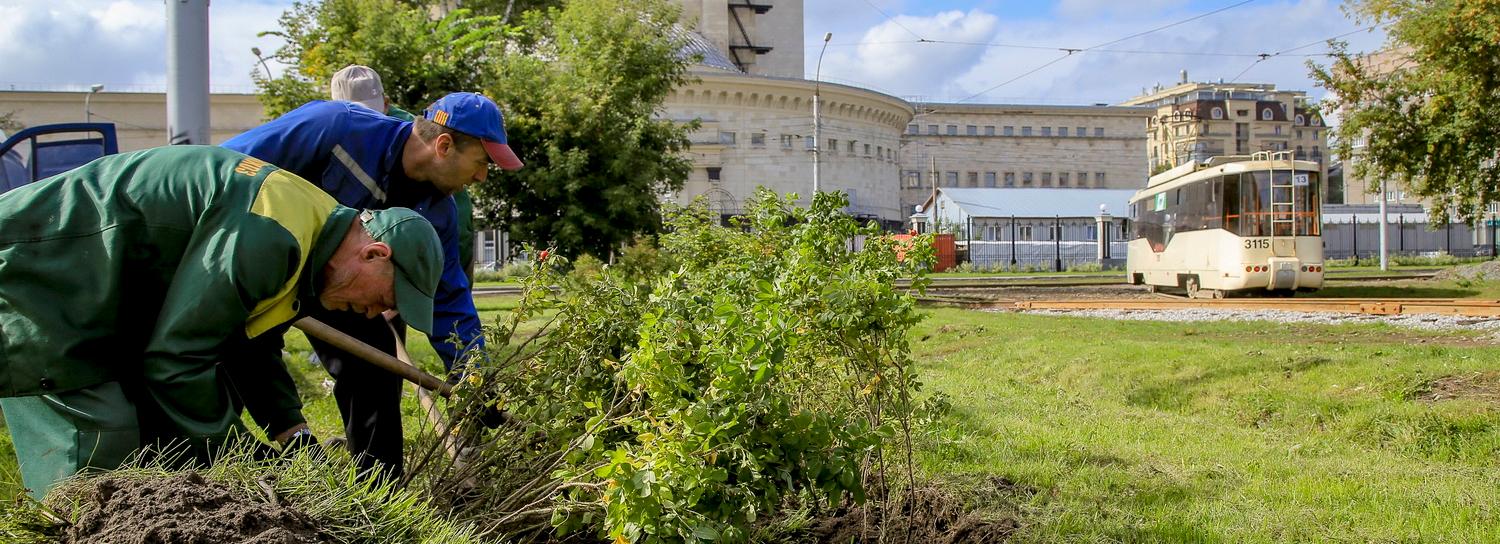 Морщинистые розы высадили в сквере за оперным театром