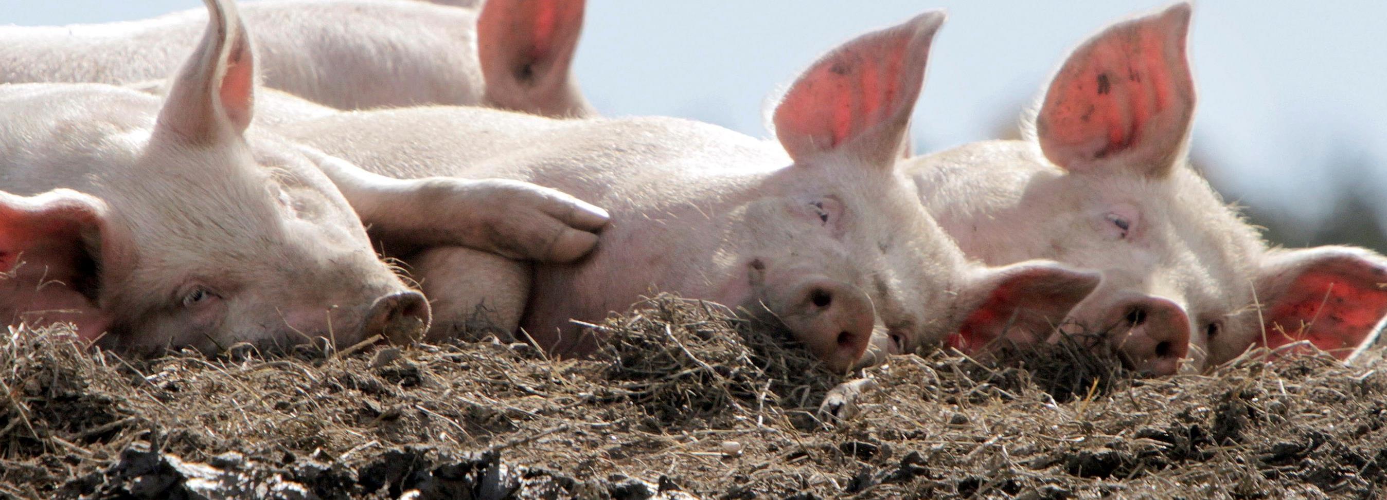 Депутаты в поисках источника зловония понюхали отходы в Криводановке