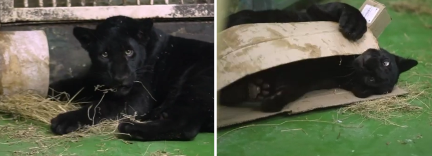 Удмуртский ягуар Габриель поселился в Новосибирском зоопарке